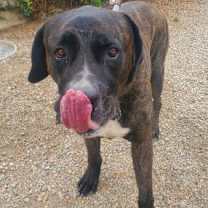 Thumbnail photo of Finn #3