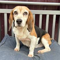 Thumbnail photo of Daisey Mae #1