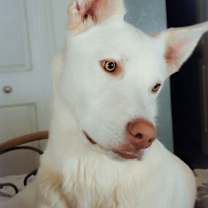 Thumbnail photo of Luna #1