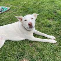 Thumbnail photo of Luna #2