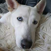 Thumbnail photo of Rip #1