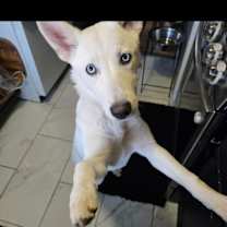 Thumbnail photo of Rip #3