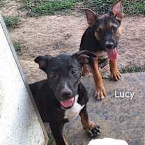 Thumbnail photo of Lucy #4