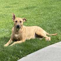 Thumbnail photo of Koda #1