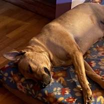 Thumbnail photo of Koda #2