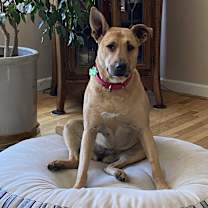 Thumbnail photo of Koda #3