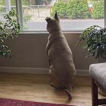 Thumbnail photo of Koda #4