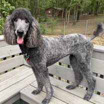 Thumbnail photo of Gigi #2