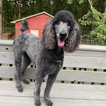 Thumbnail photo of Gigi #4