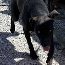 Thumbnail photo of Boe #1