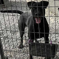 Thumbnail photo of Boe #2