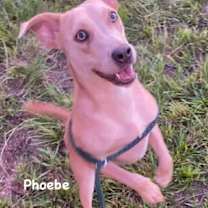 Thumbnail photo of Phoebe #1