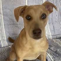 Thumbnail photo of Phoebe #2