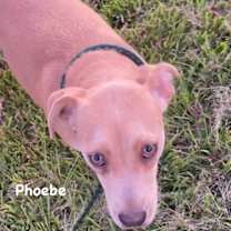 Thumbnail photo of Phoebe #3