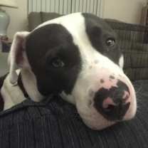 Thumbnail photo of Everest #1
