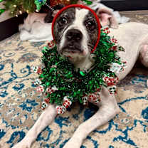 Thumbnail photo of Sheba #1