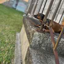 Thumbnail photo of Moose (In Foster) #3
