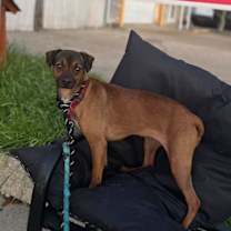 Thumbnail photo of Moose (In Foster) #4