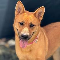 Thumbnail photo of Sugar #1