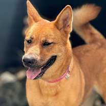 Thumbnail photo of Sugar #3