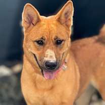 Thumbnail photo of Sugar #4