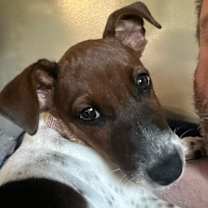 Thumbnail photo of Taz #1
