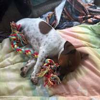 Thumbnail photo of Taz #2