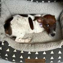 Thumbnail photo of Taz #3