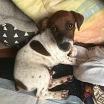 Thumbnail photo of Taz #4