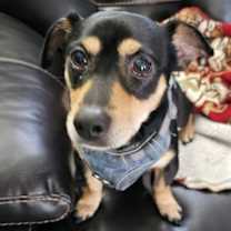 Thumbnail photo of Chachi DD #2