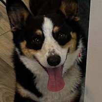 Thumbnail photo of Smores #1