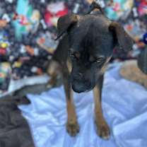 Thumbnail photo of Luke #2