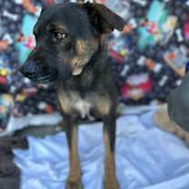 Thumbnail photo of Luke #4