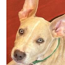 Thumbnail photo of Bobby (CP) #1