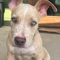 Thumbnail photo of Bobby (CP) #3