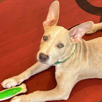 Thumbnail photo of Bobby (CP) #4