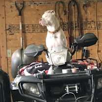 Thumbnail photo of Zeke #2