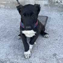 Thumbnail photo of Bruno #2