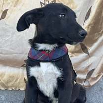 Thumbnail photo of Bruno #4