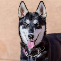 Thumbnail photo of Lulu #2