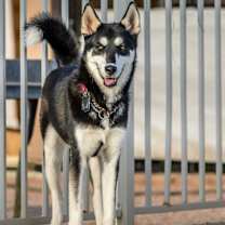 Thumbnail photo of Lulu #3