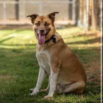 Thumbnail photo of Buddy #4