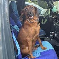 Thumbnail photo of Bruno #1