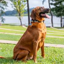 Thumbnail photo of Bruno #3