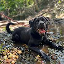 Thumbnail photo of Willie #1