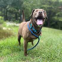 Thumbnail photo of Charlie #4