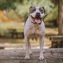 Thumbnail photo of Miss Molly #3