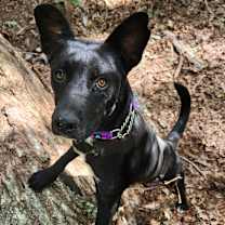 Thumbnail photo of Timber #2