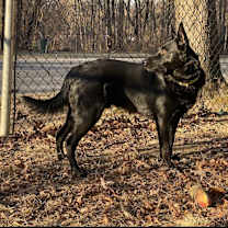 Thumbnail photo of Maverick (Tangerine Litter) #2