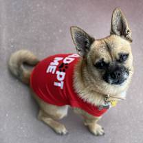 Thumbnail photo of Scarfy #1
